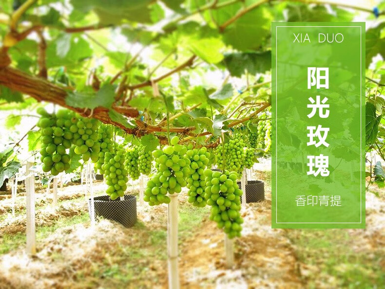 精选优质阳光玫瑰香印无籽葡萄青提日本引进晴王品种35斤装当季水果