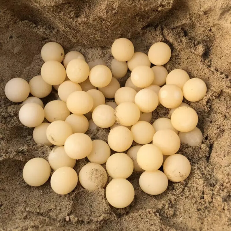 甲鱼蛋 食用 120枚 新鲜 水鱼蛋 中华鳖蛋 精选 甲鱼蛋 120枚【图片