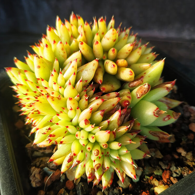 虎鲸多肉植物黄金玛利亚缀化有龙头贵货肉肉盆栽虎鲸缀化冠幅6cm左右