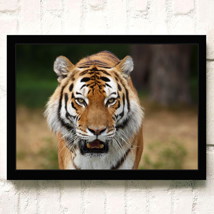 老虎海报 猛虎下山图国画动物墙贴壁画图片东北白虎相框 西瓜红 老虎