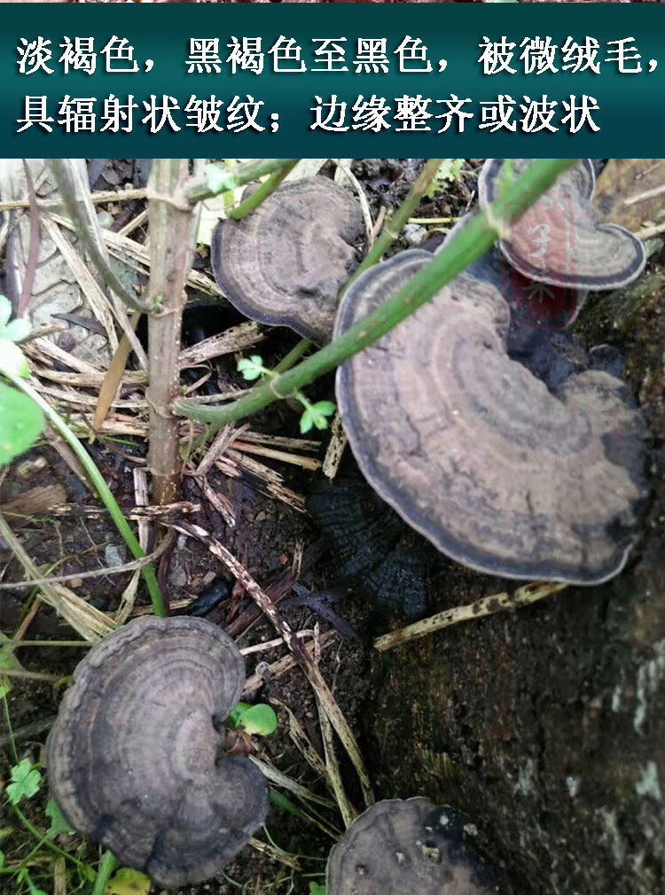 香血灵芝深山黑芝黑灵芝乌芝皱盖假芝可切灵芝片泡酒料 野生香血灵芝