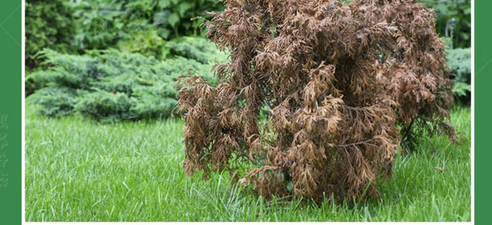 环嗪酮铜杀大树药专用药除树剂烂根除杀竹子杀树王除草剂灭树神药