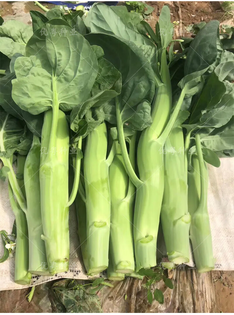 苔粗尖叶介兰菜籽种蔬菜种孑 四季粗条甜脆芥兰原装10克x5包【图片