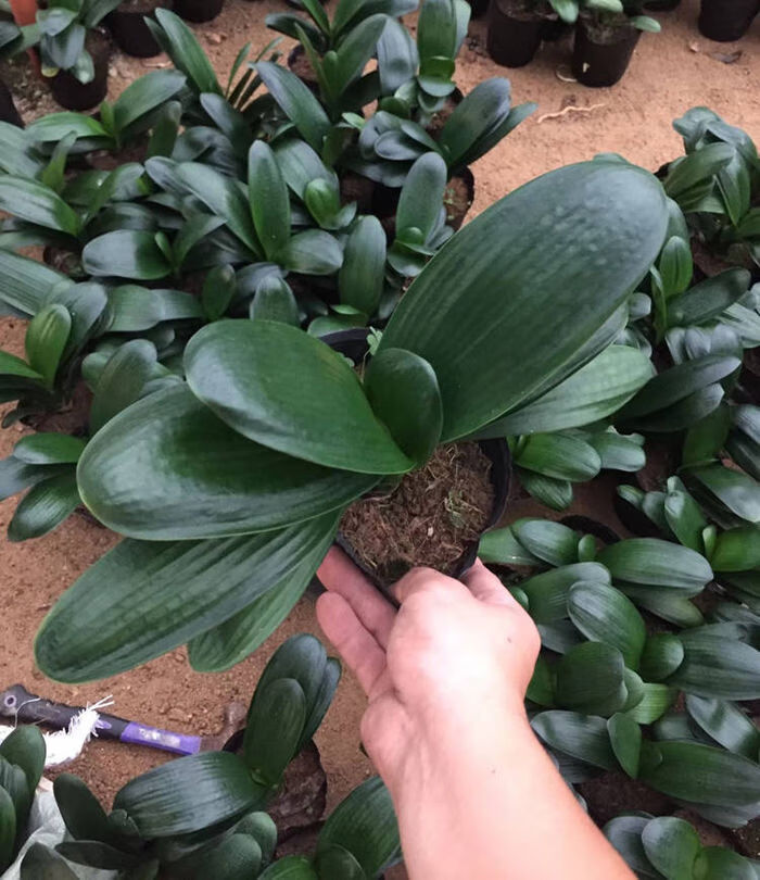 南非君子兰盆栽花卉植物室内四季常青绿植精品君子兰花苗四季开花
