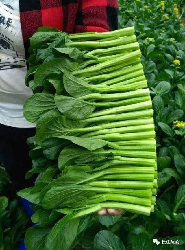 新鲜蔬菜广东菜心菜苔新鲜蔬菜3斤