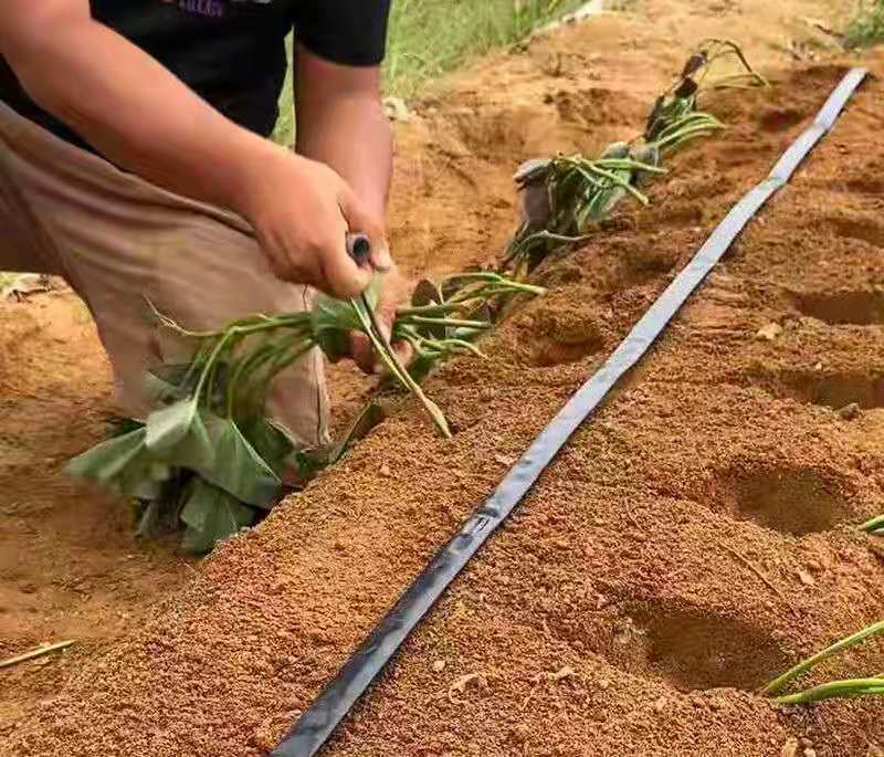 宛彦君红薯栽苗器栽红薯夹子红薯蔬菜辣椒地瓜插秧工具种红薯神器红薯