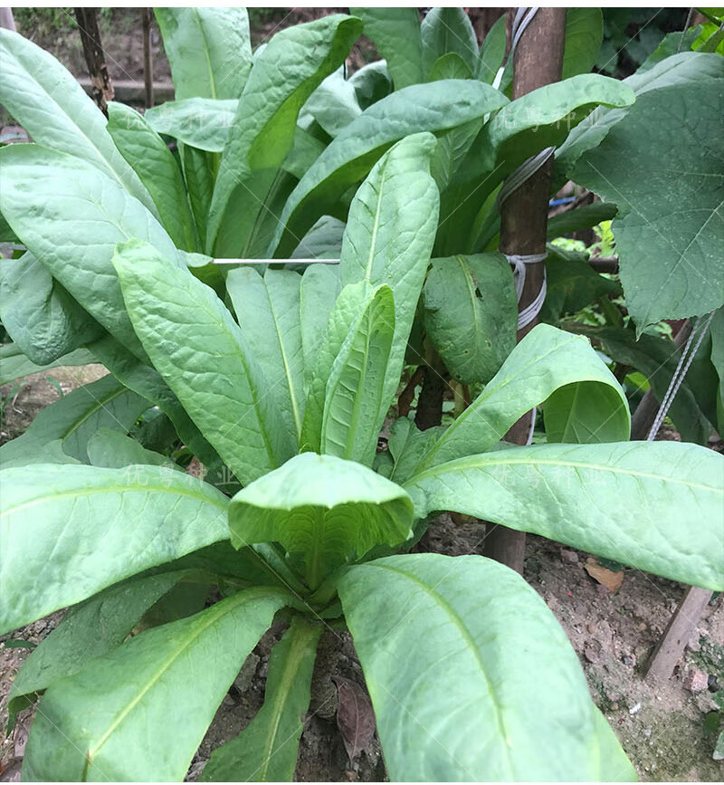 高州唛菜种子大圆叶恩平甜麦菜八甲唛种籽多枝花芽苦麻菜蔬菜种孑正宗