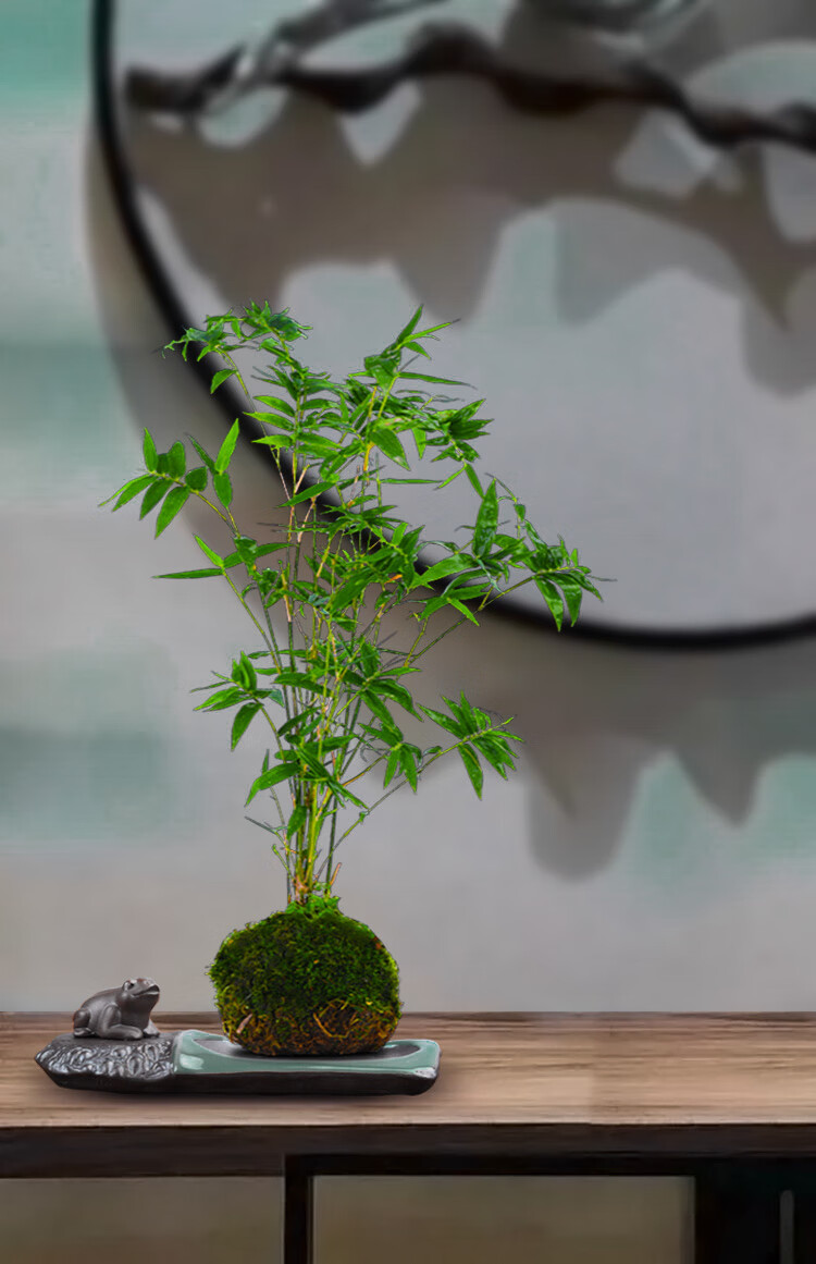 竹子盆栽米竹盆栽耐阴植物小型竹子室内水养观赏竹苔藓球盆景凤尾竹