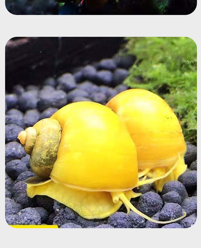 黄金螺观赏螺杀手螺成年活体观赏螺除藻螺鱼缸清洁螺吃鱼屎工具螺
