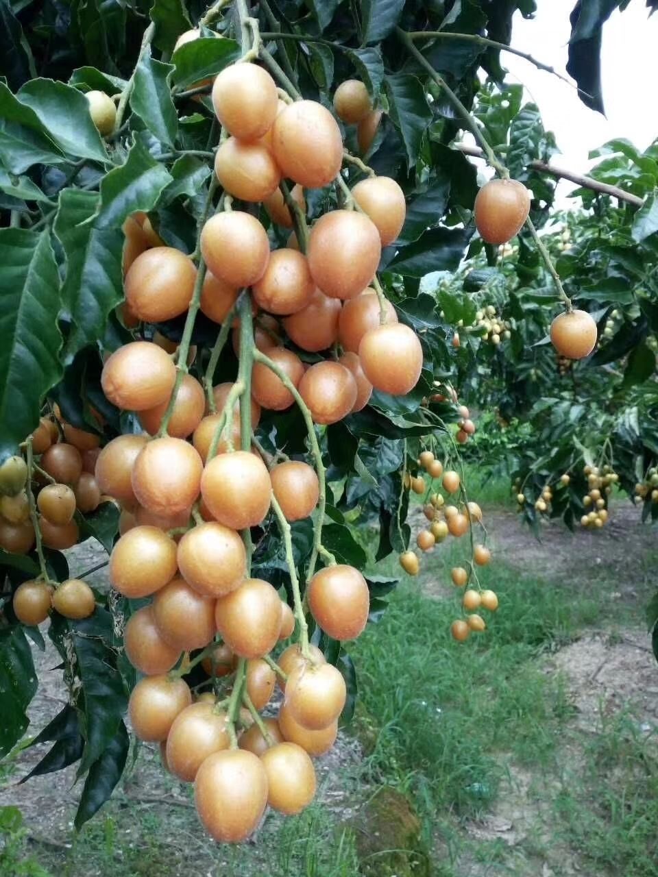 祉鹿黄皮果树苗广东郁南无核黄皮树苗鸡心苗冰糖苗原产嫁接果树苗60
