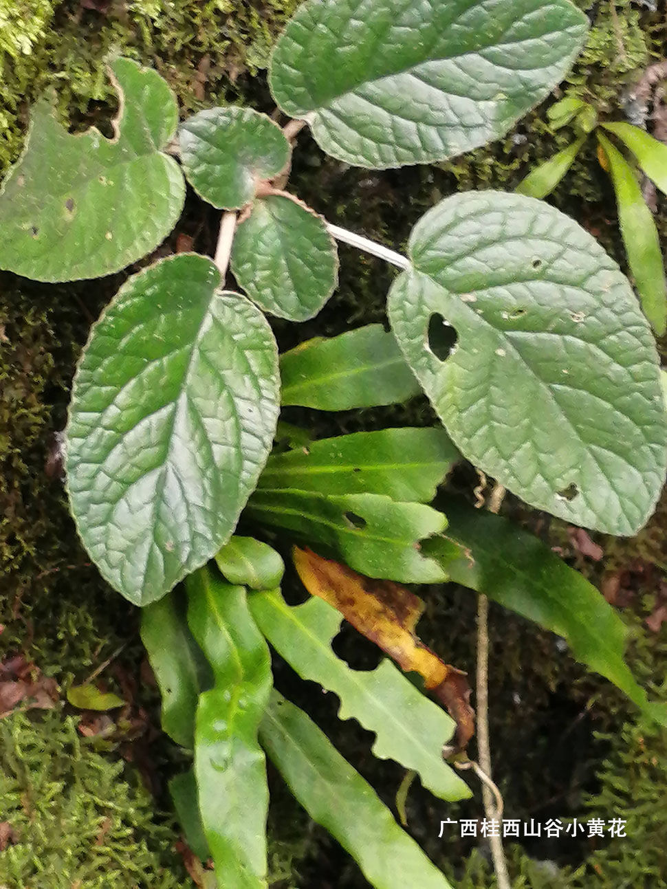 花初醒新鲜石上莲野外生中药原材料岩白菜软肝草石壁菜广西现摘现实发