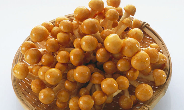 滑菇新鲜滑子菇滑子蘑珍珠菇承德滑菇小黄蘑3袋精品菇头