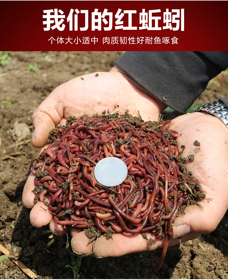 蚯蚓活饵鲜活红虫垂钓鱼饵料鲫鱼鲤鱼野钓黑坑鱼料打窝料鱼食通杀蚯蚓