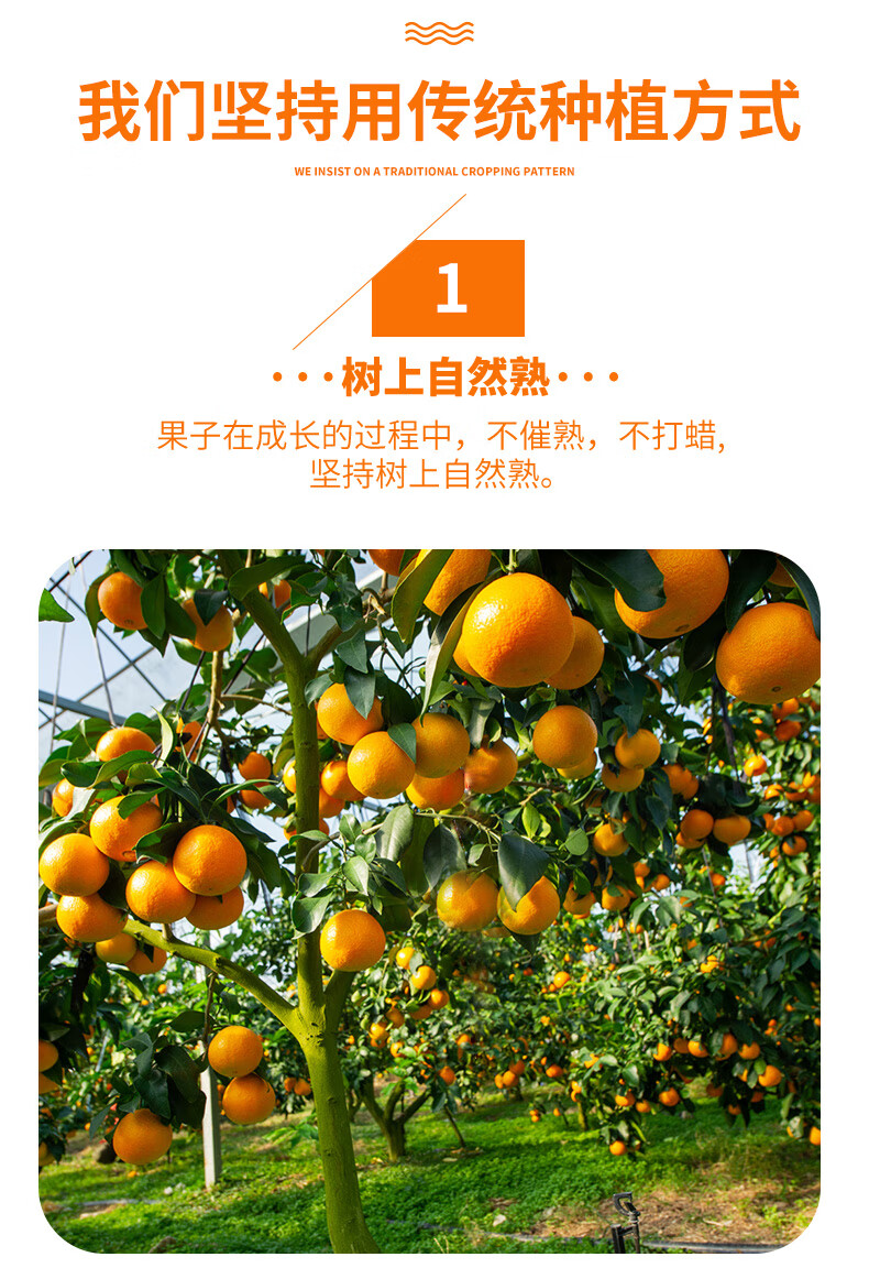 爱媛14号柑橘品种图片