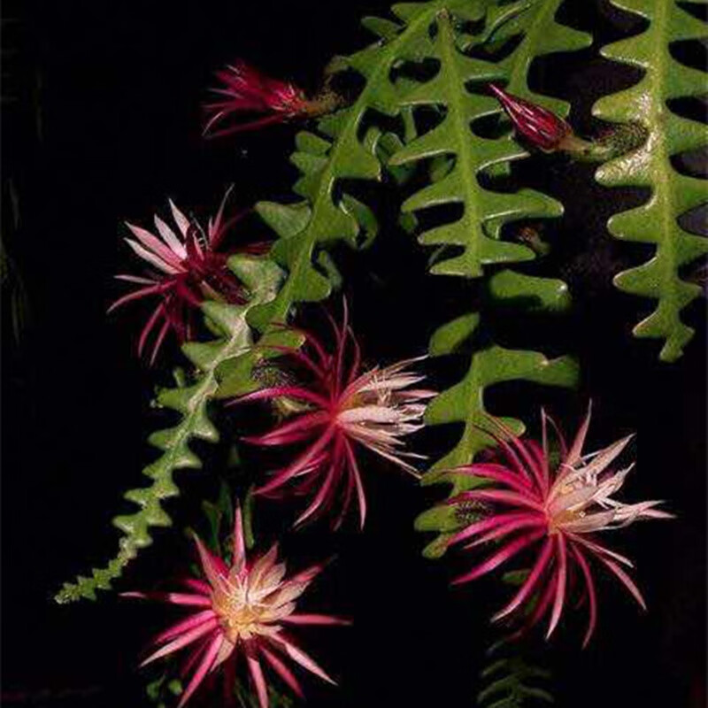 鱼骨令箭荷花多肉植物卷叶锯齿姬仙人掌科室内昙花奇花异草盆栽鱼骨单