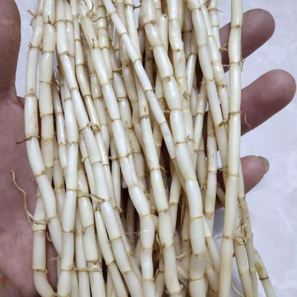 新鲜毛草根现挖去皮白茅根茅草根中药材泡茶凉茶 带皮茅根一斤(拍二发