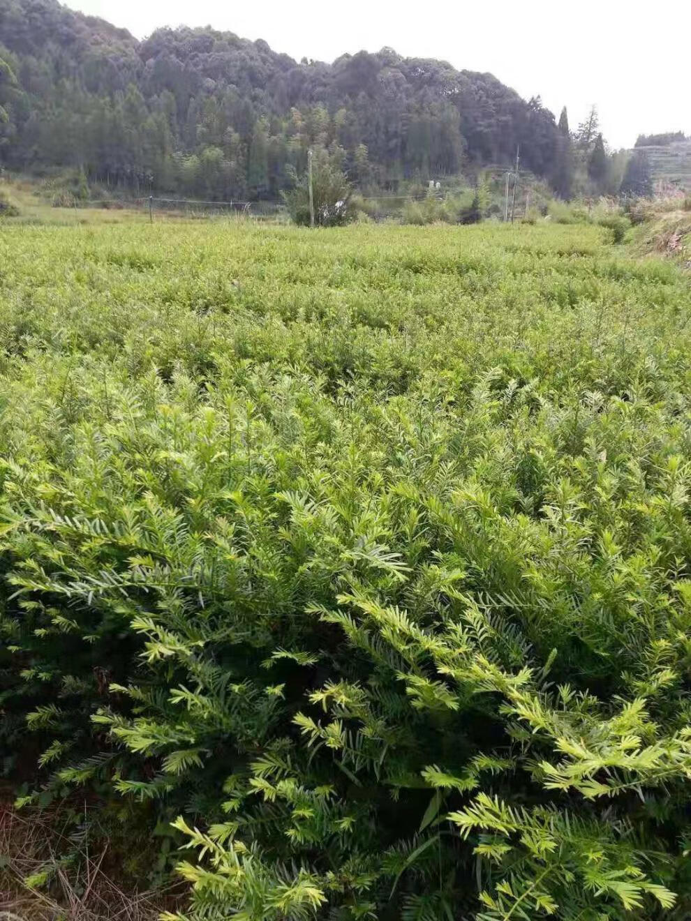 红豆杉树苗盆栽室内绿植四季常青红豆杉盆景苗室内净化空气花绿植 3年