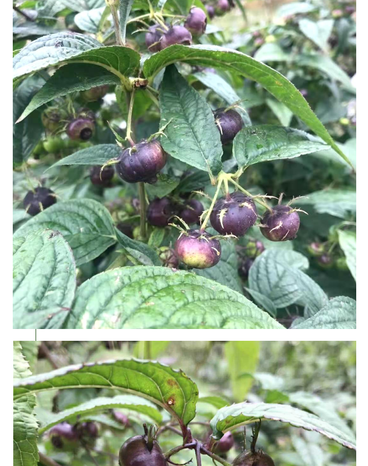 红果参水果贵族蜘蛛果稀奇古怪新鲜罕见稀有不常见当季野果一盒125g