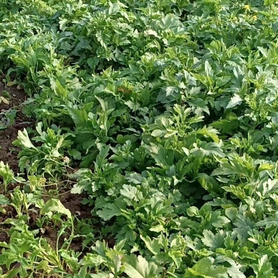 新鲜菊花叶菊花脑现摘时令蔬菜1斤