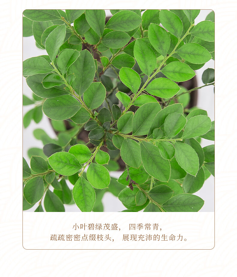 小叶紫檀盆景树苗花卉盆栽办公室植物黑骨茶书房四季常青绿植 小紫檀