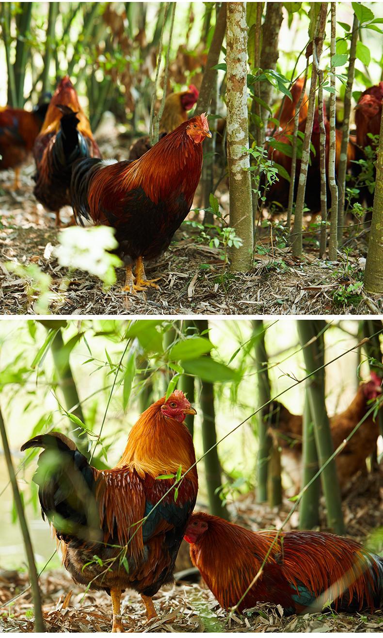 更多参数>>整鸡分类:老母鸡饲养方式:散养类别:其他品种:土鸡货号:r4e