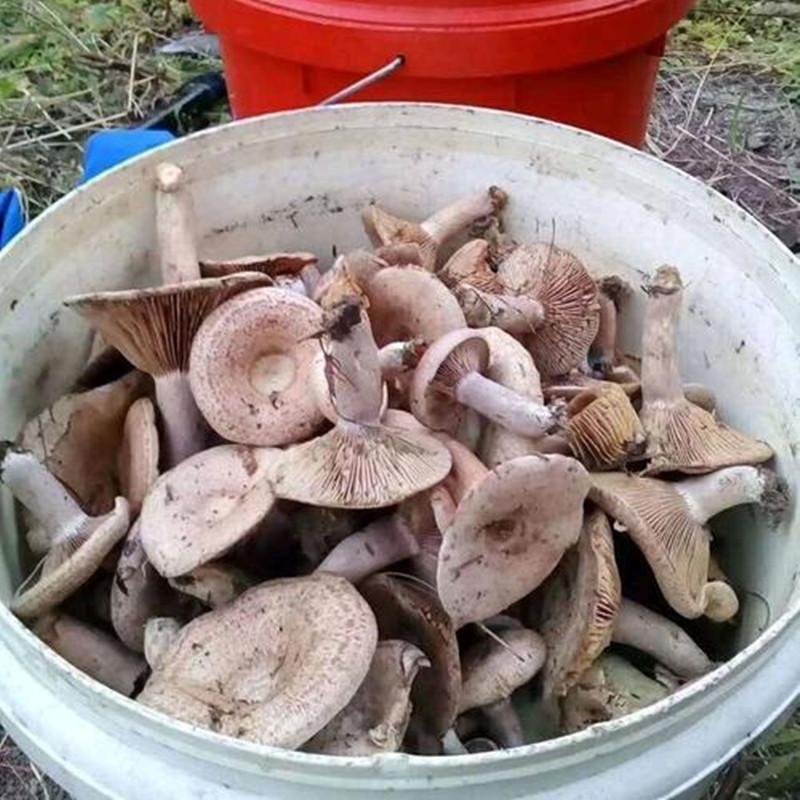 现货湖南野生丛菌不伞边新鲜松乳菇雁来蕈枞树菌雁鹅菌松树菌寒菌
