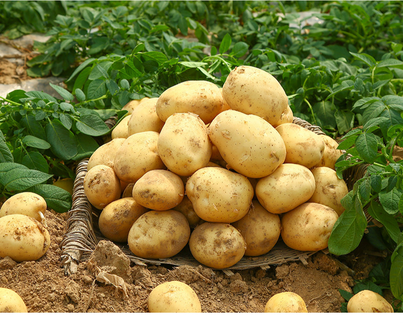 土豆甘肃定西高山新鲜10斤黄心沙面中洋芋马铃薯恩施农家自种精选5斤