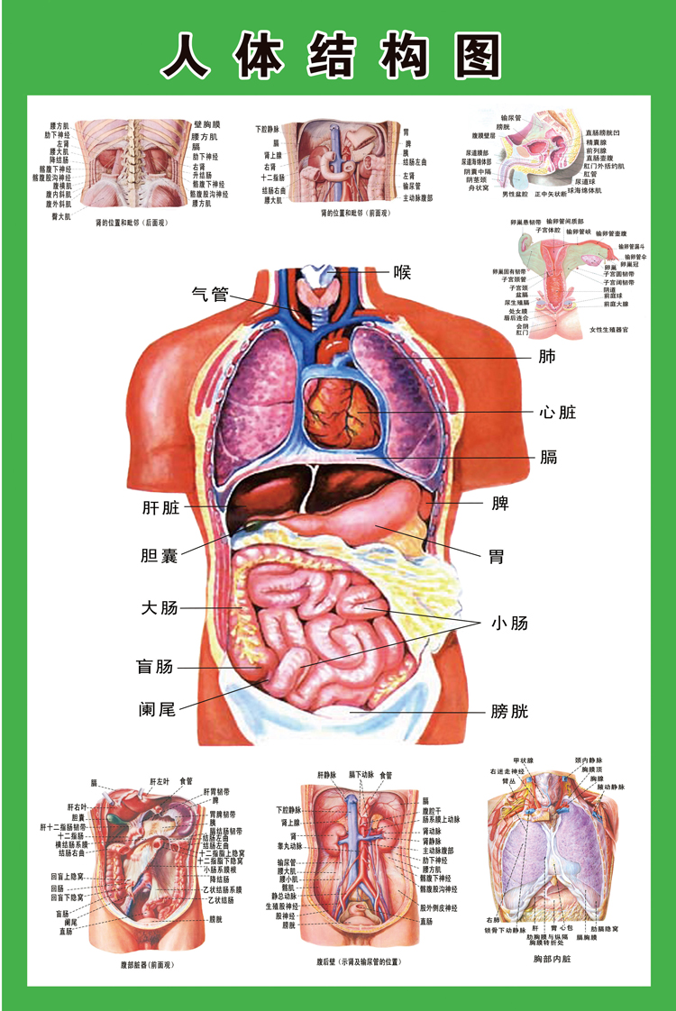 人体脏器疼痛位置图图片