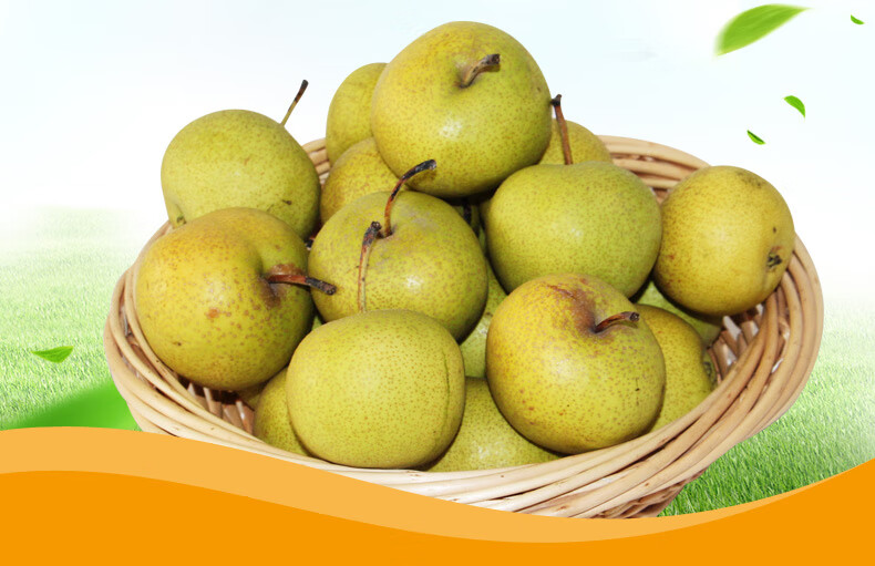 森菓山-河北唐山酸梨 遵化特产新鲜安梨细皮老酸梨可做酸梨汤安梨 3斤