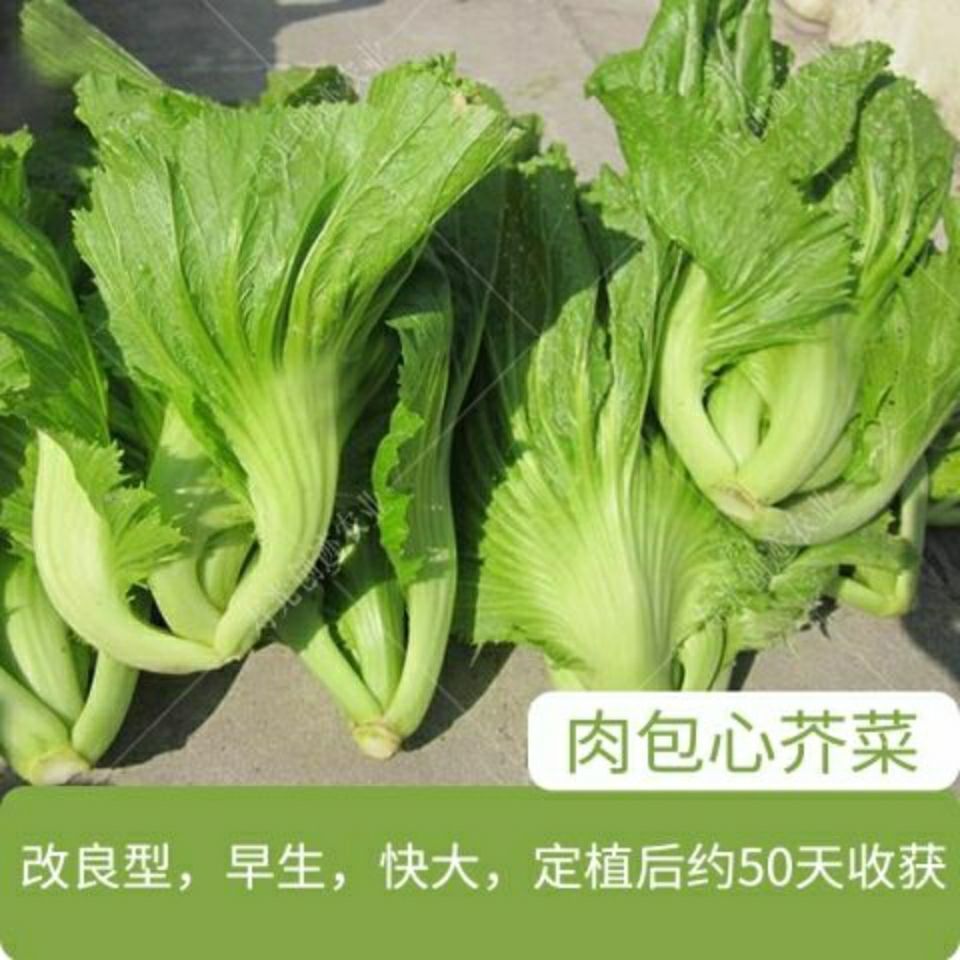 赤卉大肉包心芥菜种子大叶甜芥菜腌制酸菜秋冬季四季播蔬菜白菜种子大
