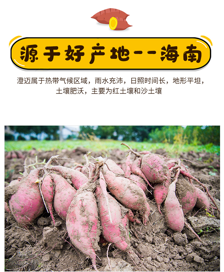 地瓜海南桥头现挖地瓜小果高端板栗小红薯香甜粉糯送人送礼整箱批发现