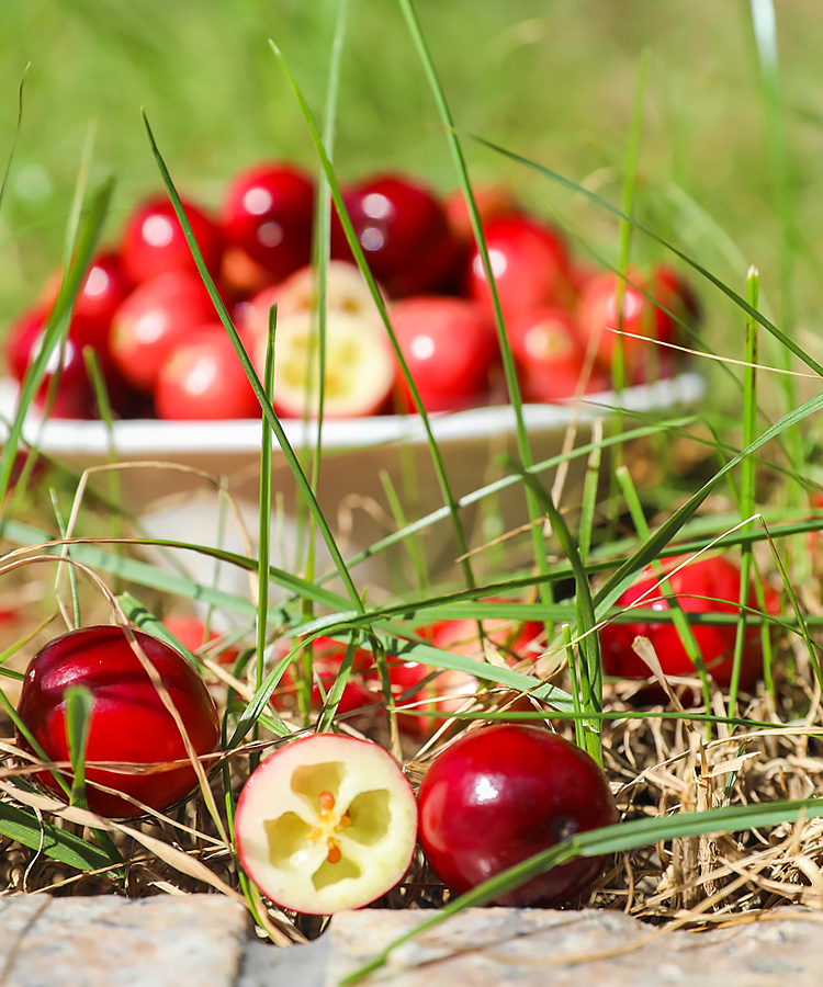 素界 蔓越莓红海小镇 新鲜蔓越莓鲜果女性脆酸水果泡水生吃浆果礼盒装