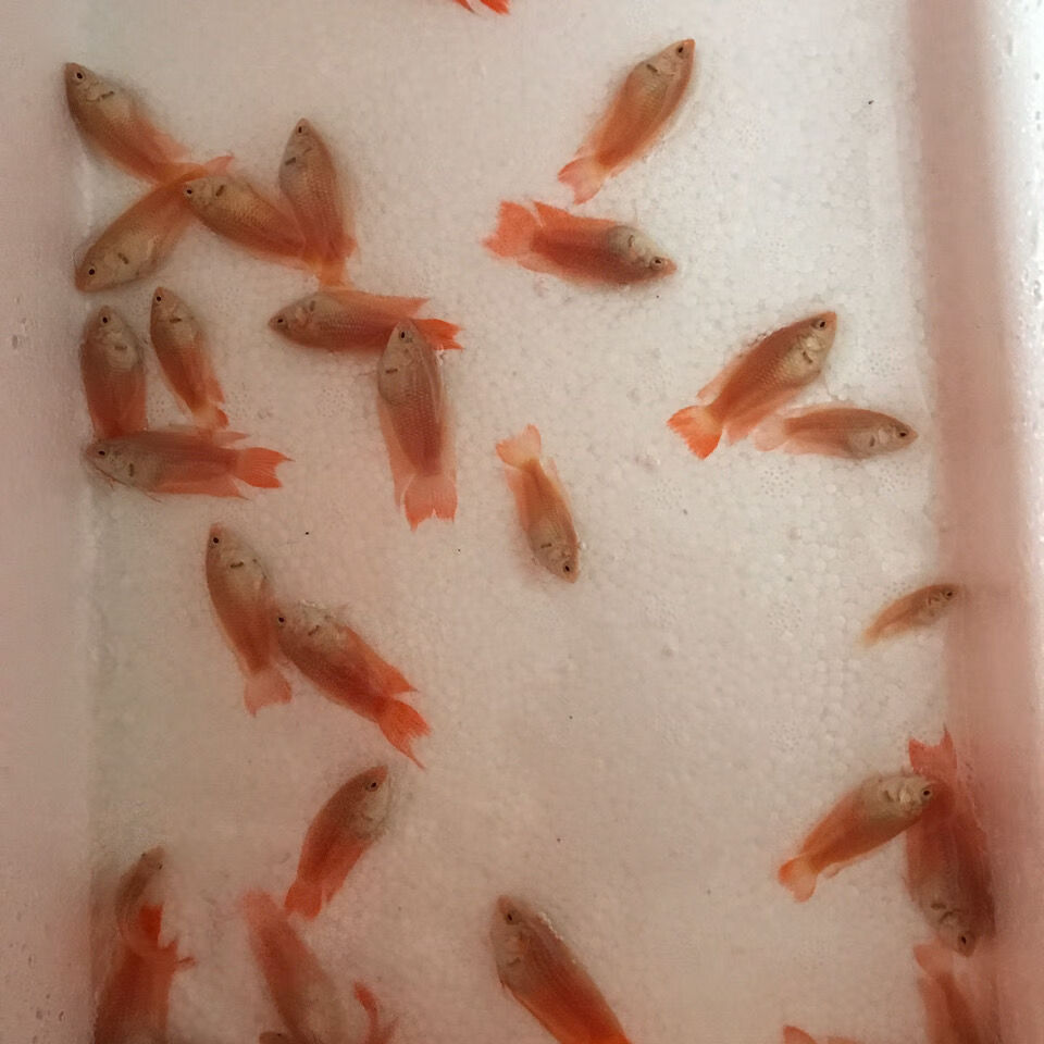 白化紅色鬥魚澳火白化紅中國鬥魚改良白化鬥魚活魚活體耐養冷水魚