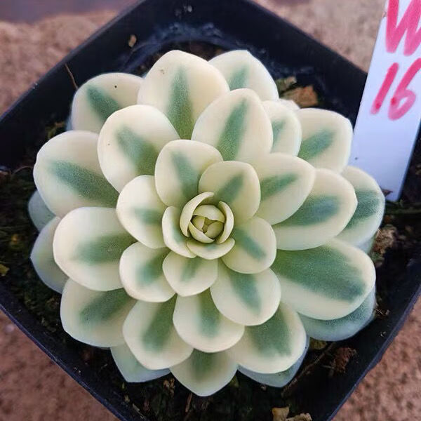 芊阙富士凤凰多肉植物富士锦凤凰锦多肉锦网红盆栽天鹅绒双头含原盆