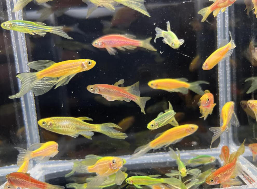 博晟洋热带观赏鱼斑马鱼米奇鱼胎生鱼金苔鼠荧光群游小型鱼淡水耐活好