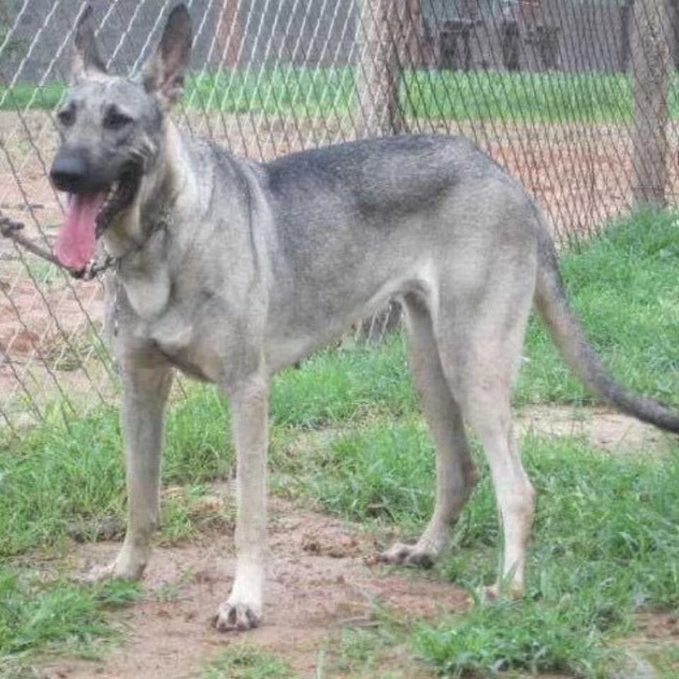 狼青幼犬纯种青狼犬幼崽大型中华昆明犬大型看家护卫狼青犬警犬 狼青