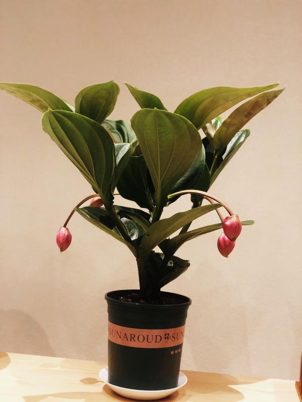 卉双大盆四花宝莲灯花期超长适合室内观赏的花卉 宝莲灯三层5花苞