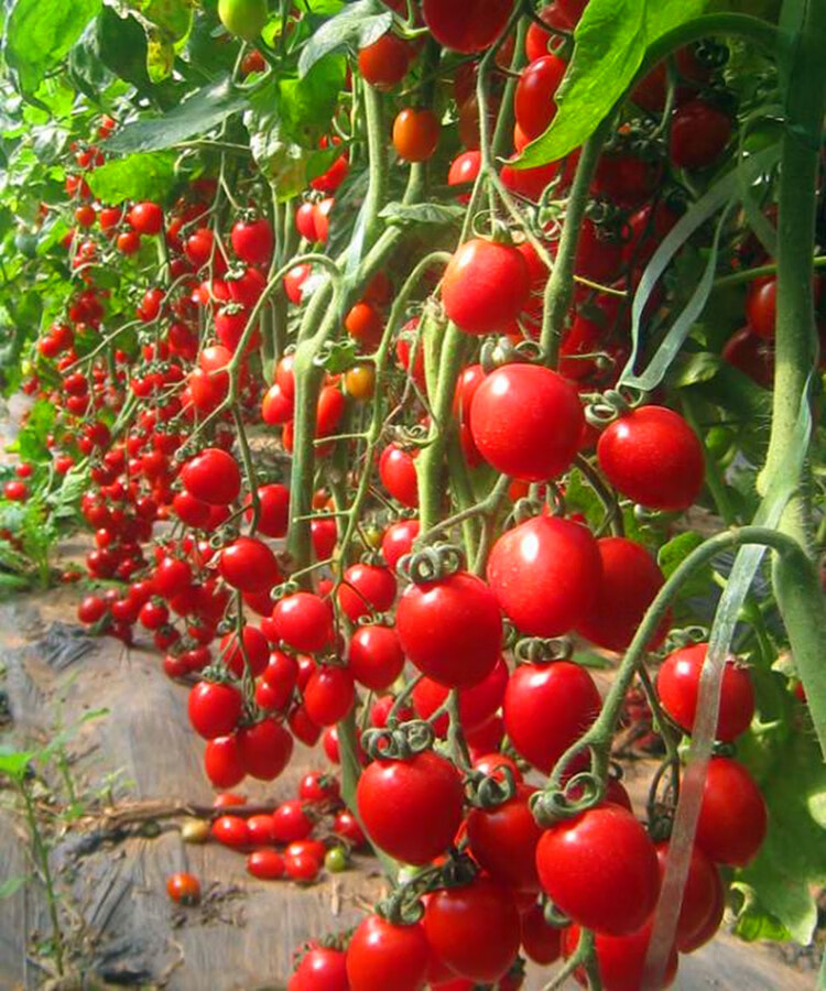 樱桃番茄种子红圣女果种子 小番茄种子小西红柿种子 阳台蔬菜种子 黄