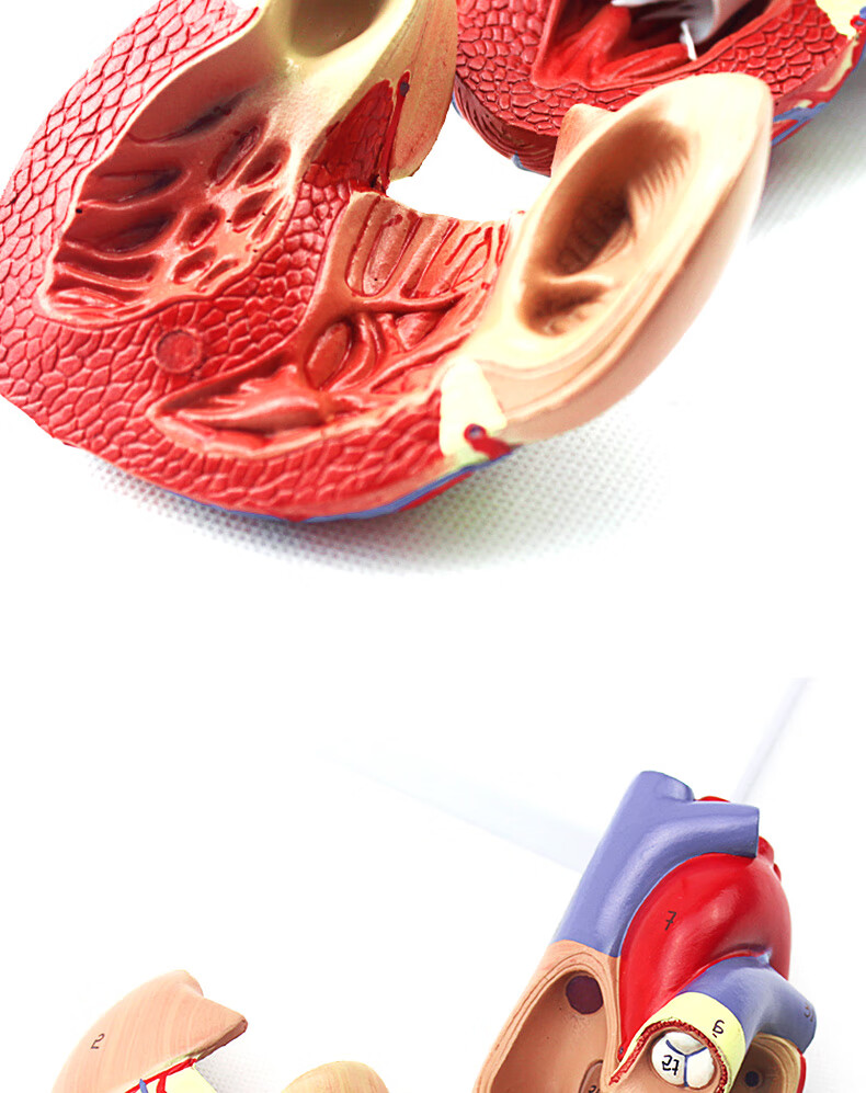 冠状动脉心血管血液循环解剖器官玩具雅德透明心脏模型数字标识说明书