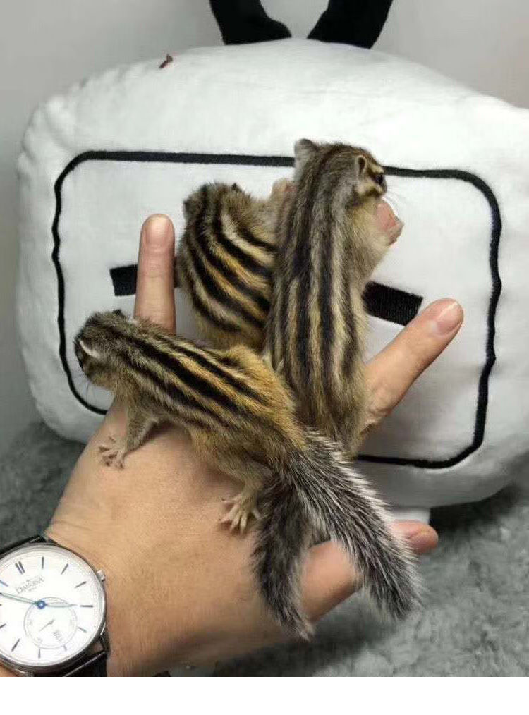 【京选推荐】金花松鼠幼崽活体奶鼠养殖厂直发松鼠活物小宠粮食 金花