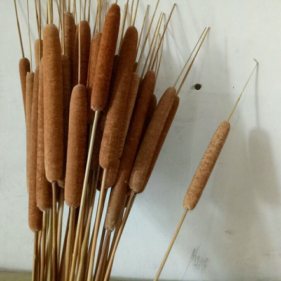 芊阙天然香蒲棒干花家居装饰摆件摄影道具水风干植物干枝蒲绒20支60