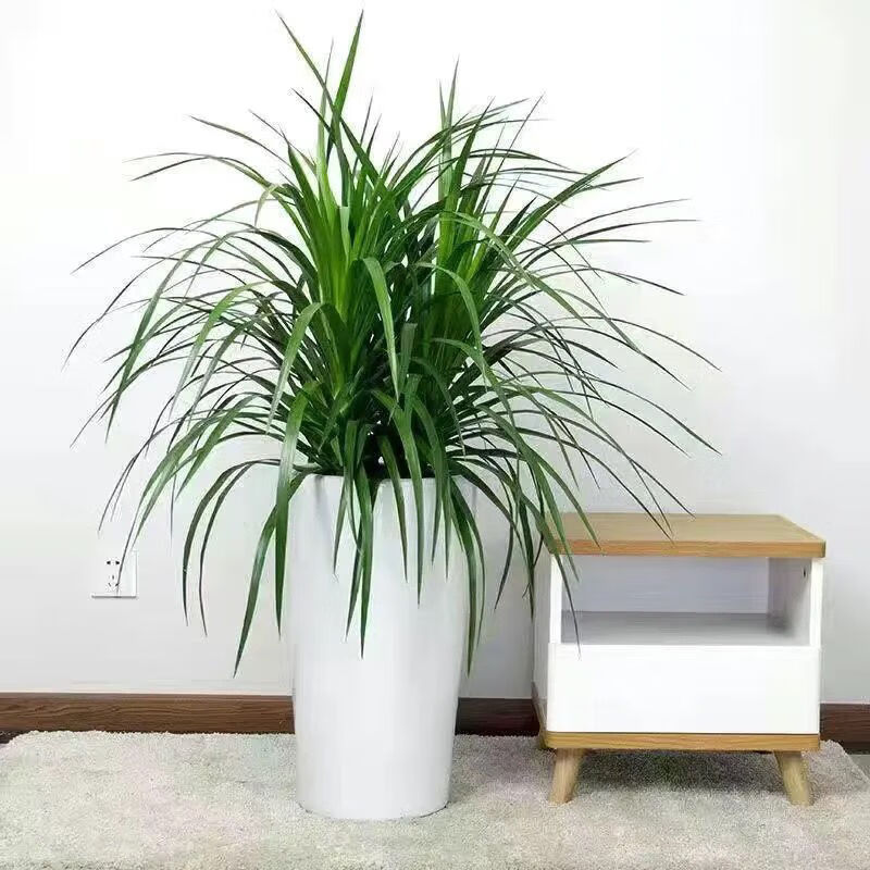 龙须树龙须铁龙须兰龙血树室内客厅大型盆栽绿植花卉三颗70厘米高