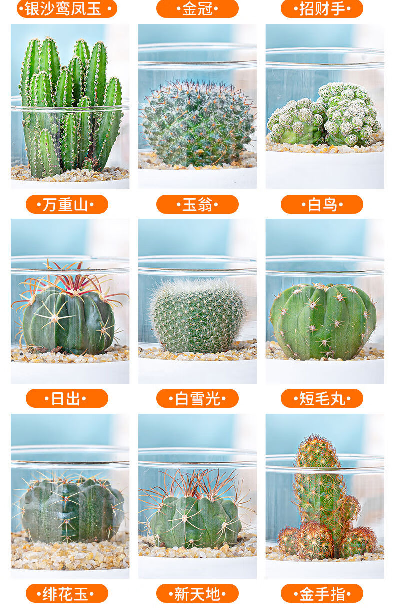 仙人球盆栽多肉植物办公室内花卉仙人掌组合绿植桌面小盆栽新手必入