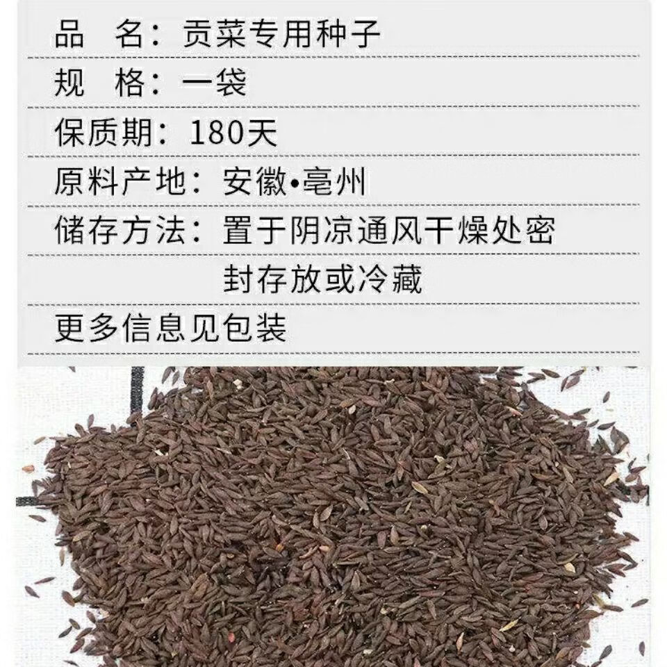 特产苔干菜种子地方蔬菜种子响菜籽四季播种耐热抗寒 分装3包 贡菜