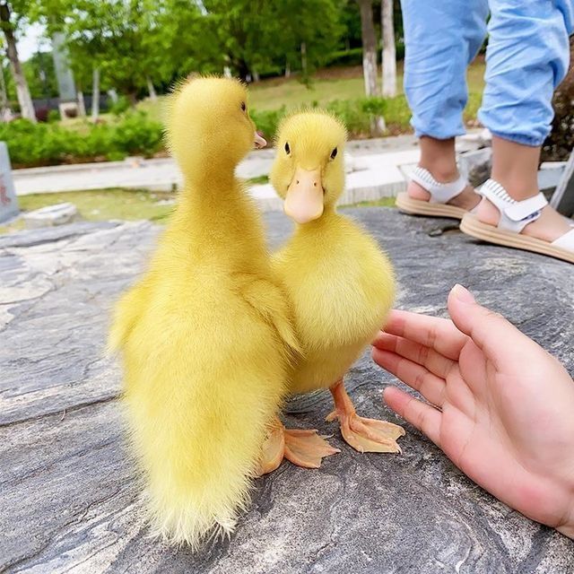 小黄鸭活物鸭子幼崽小鸭子活的家养鸭子活苗宠物宠物小鸭子小黄鸭 抖