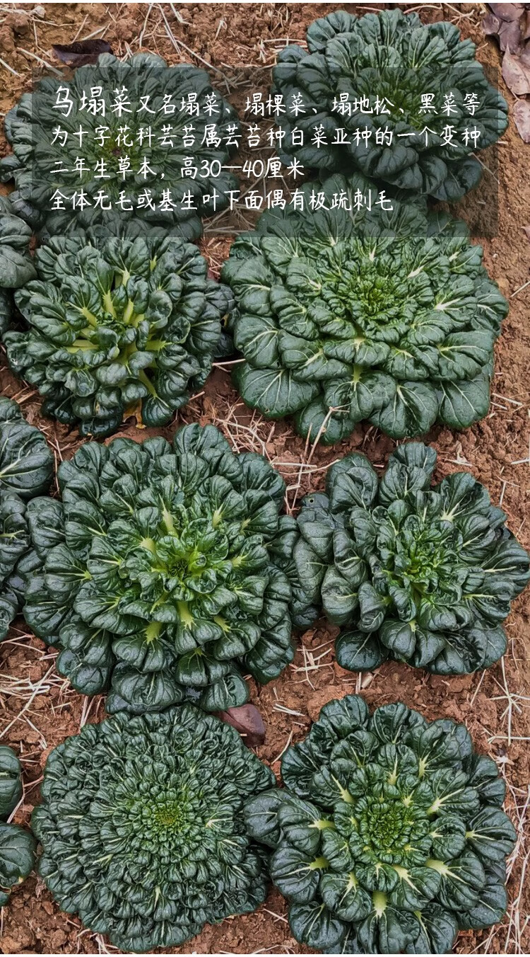 乌塌菜种植时间图片