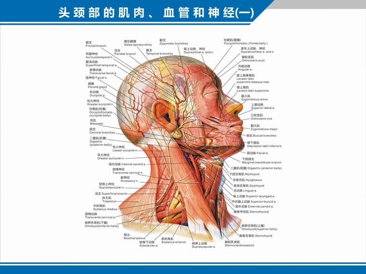 精选好货医院科室挂图头颈部的肌肉血管神经分布图解剖图中英文医学