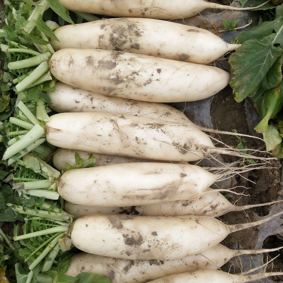 新鲜长白萝卜蔬菜水果萝卜腌菜泡菜萝卜自种现拔脆甜香实惠装机选新鲜