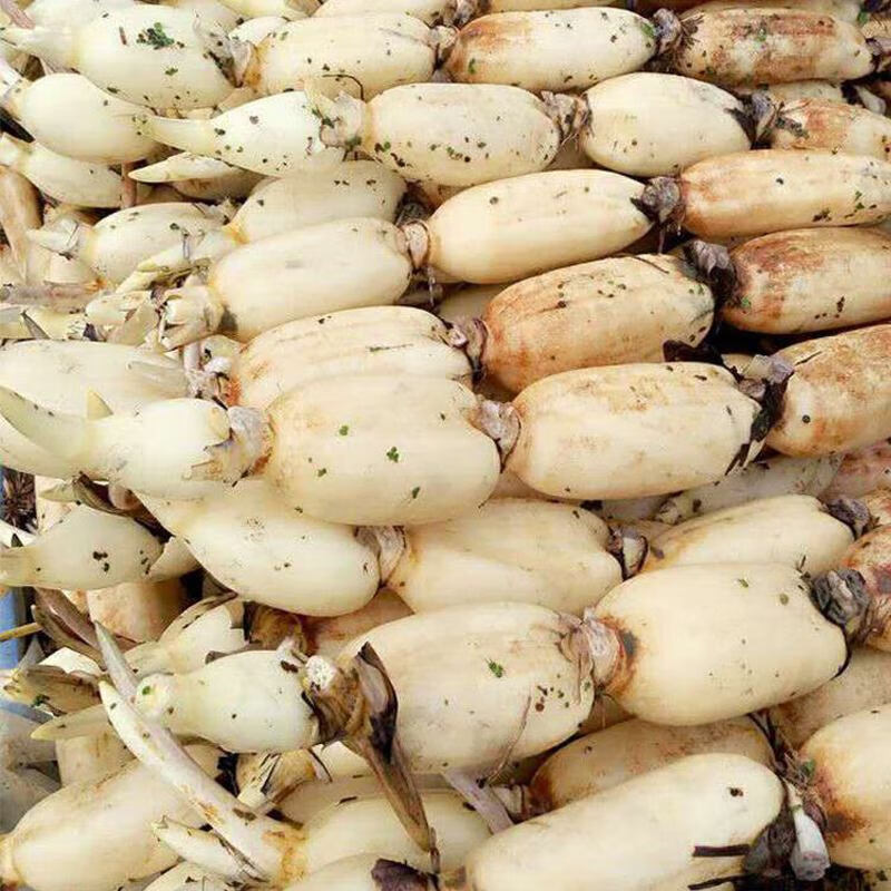jd物流洪湖莲藕5斤粉藕清炒生吃凉拌煲汤湖北特产九孔