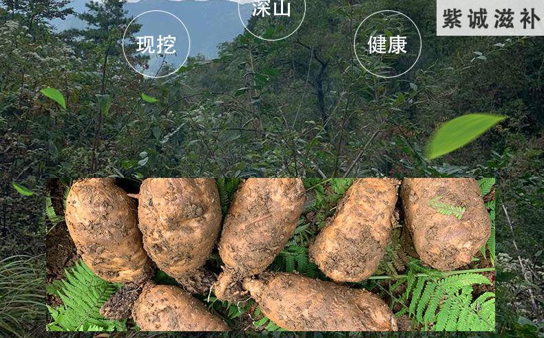 野外生新鲜天麻冬麻特级深高山天麻现挖煲汤炖汤滋补品中药原材杞里香